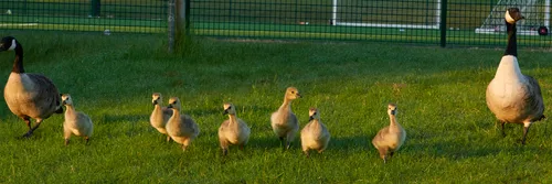 Advancing family of geese This landscape photograph shows a family of geese advancing across a grassy field in the early morning during the spring season. The adult geese are positioned on either side of a group of goslings, with all birds illuminated by the low, warm sunlight typical of morning hours. In the background, there is a fenced sports area with goalposts and artificial turf visible, indicating a suburban or park setting. The geese are spaced out and moving as a group, expressing typical family behavior in a natural outdoor environment.
